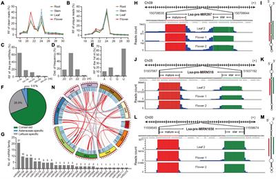 Comprehensive Annotation and Functional Exploration of MicroRNAs in Lettuce